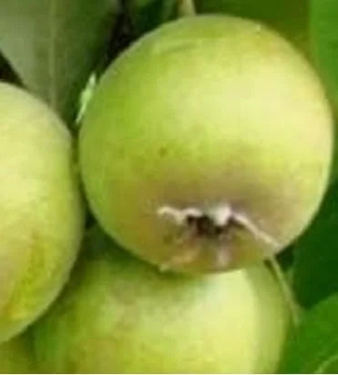 Stare Sorte Sadnica Kruške Vidovača