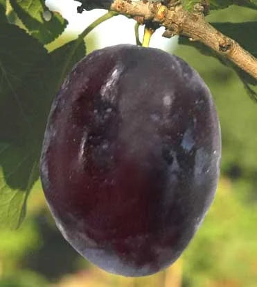 Stare Sorte Sadnica Šljive Crnošljiva
