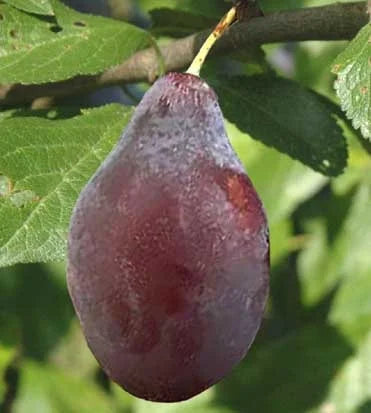 Stare Sorte Sadnica Šljive Crvena Ranka