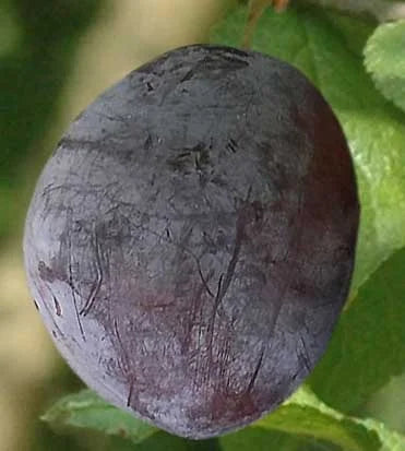 Stare Sorte Sadnica Šljive Metlaš