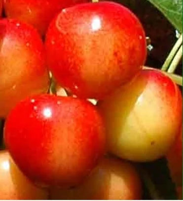 Stare Sorte Sadnice Trešnje Šarenka