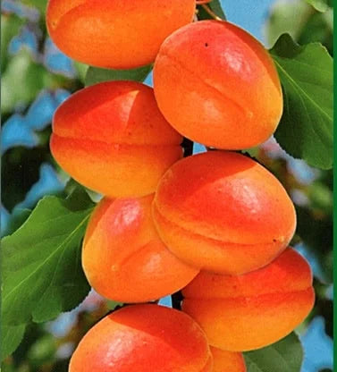 Stubaste Sadnice Voća Kajsija