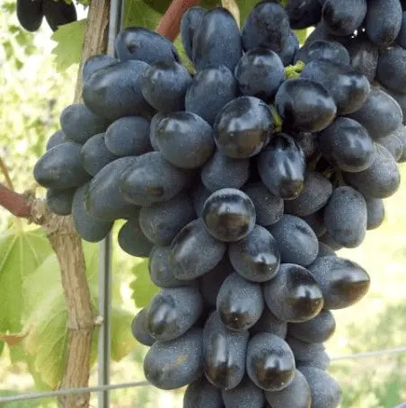 Sadnice Vinove Loze Black Magic
