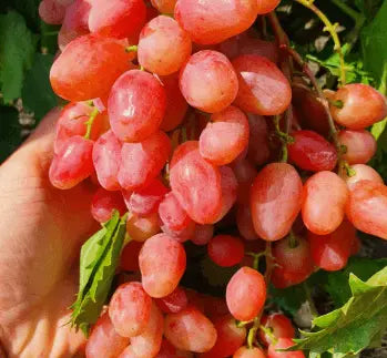 Sadnice Vinove Loze Dinka (Kövidinka)