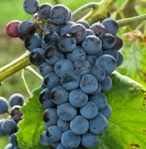 Sadnice Vinove Loze Otelo