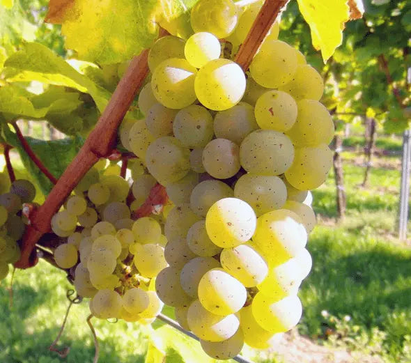Sadnice Vinove Loze Ezerjó