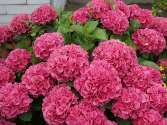 Hortenzija roze boje